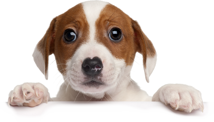 Elk Grove website hosting services